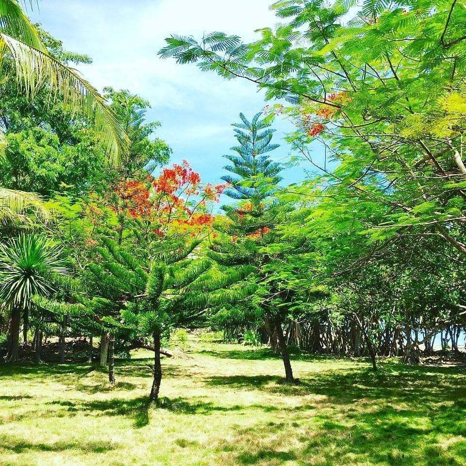 Trees at Camotes Beach House