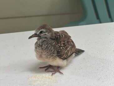 tukmo or spotted dove